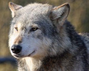 Preview wallpaper wolf, snout, predator, looks
