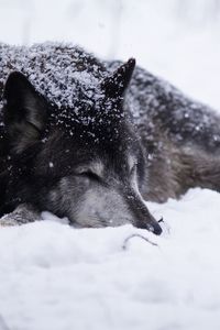Preview wallpaper wolf, snow, blizzard, cold, warm, black white