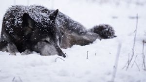 Preview wallpaper wolf, snow, blizzard, cold, warm, black white
