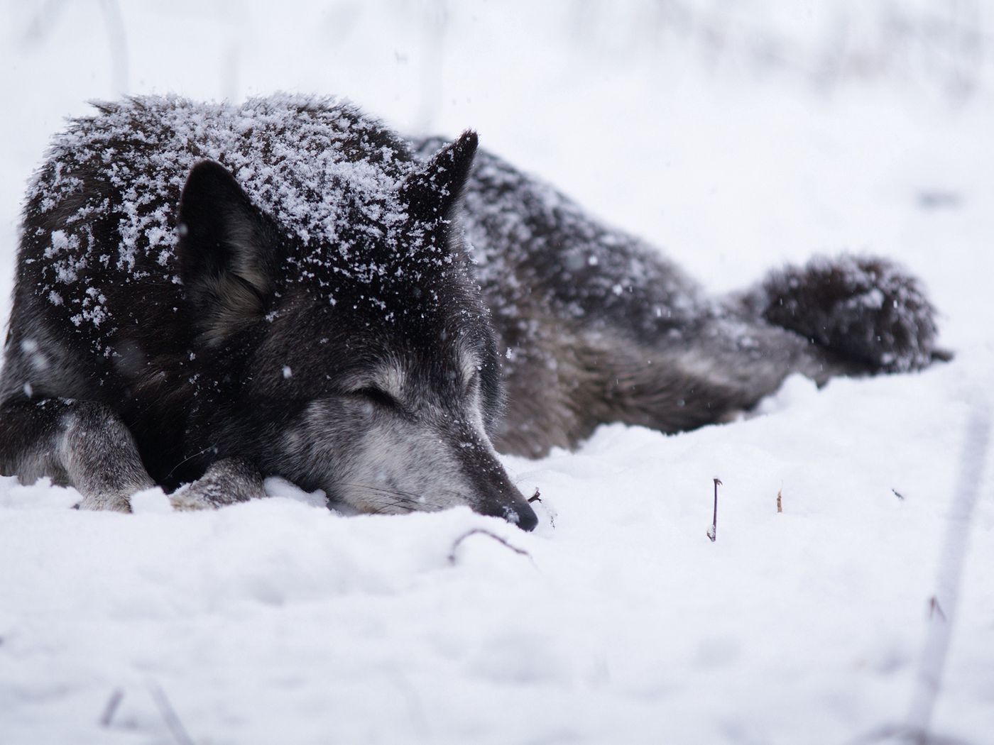 Download wallpaper 1400x1050 wolf, snow, blizzard, cold, warm, black ...