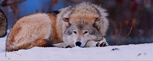 Preview wallpaper wolf, snow, lying, cold, forest, trees