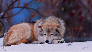 Preview wallpaper wolf, snow, lying, cold, forest, trees