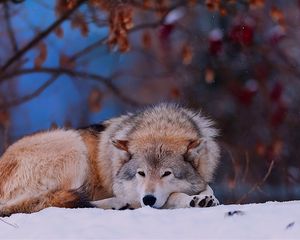 Preview wallpaper wolf, snow, lying, cold, forest, trees