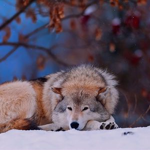 Preview wallpaper wolf, snow, lying, cold, forest, trees