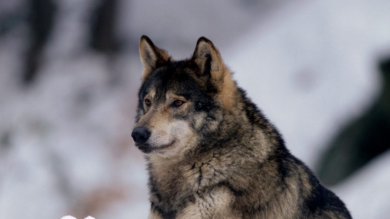Wallpaper wolf, snow, predator, eyes, alertness