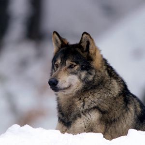Preview wallpaper wolf, snow, predator, eyes, alertness