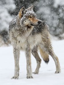 Preview wallpaper wolf, snow, winter, predator