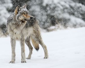 Preview wallpaper wolf, snow, winter, predator