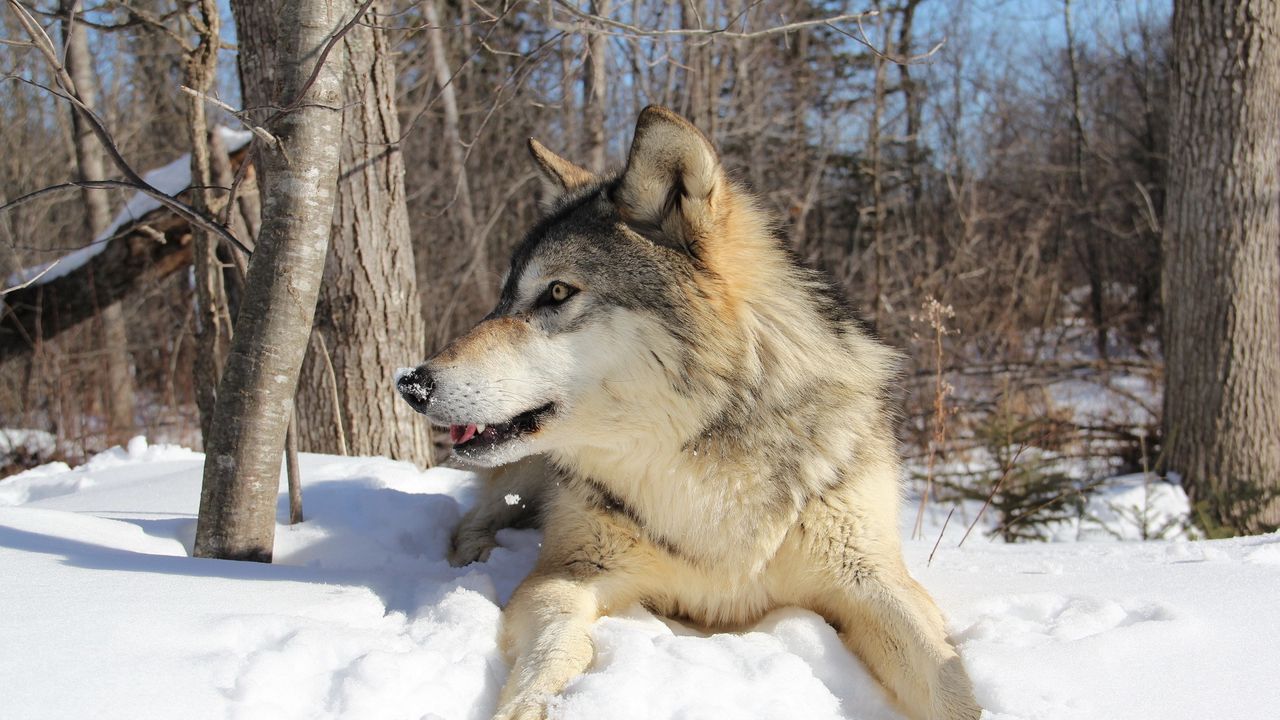 Wallpaper wolf, snow, winter, lie, predator