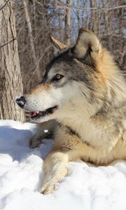 Preview wallpaper wolf, snow, winter, lie, predator