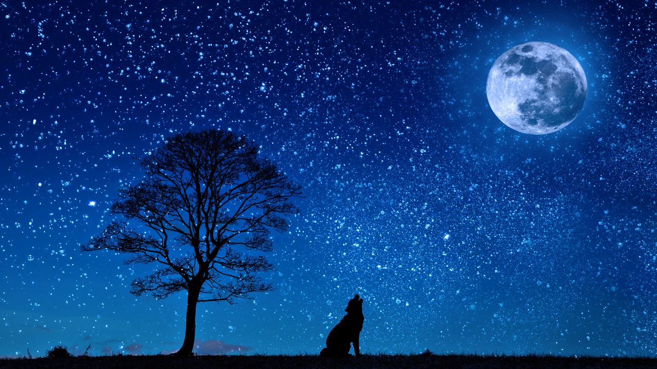 Wallpaper wolf, starry sky, tree, moon