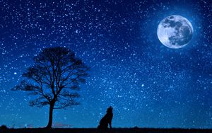 Preview wallpaper wolf, starry sky, tree, moon