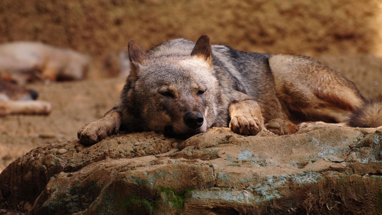 Wallpaper wolf, stone, lying, rest