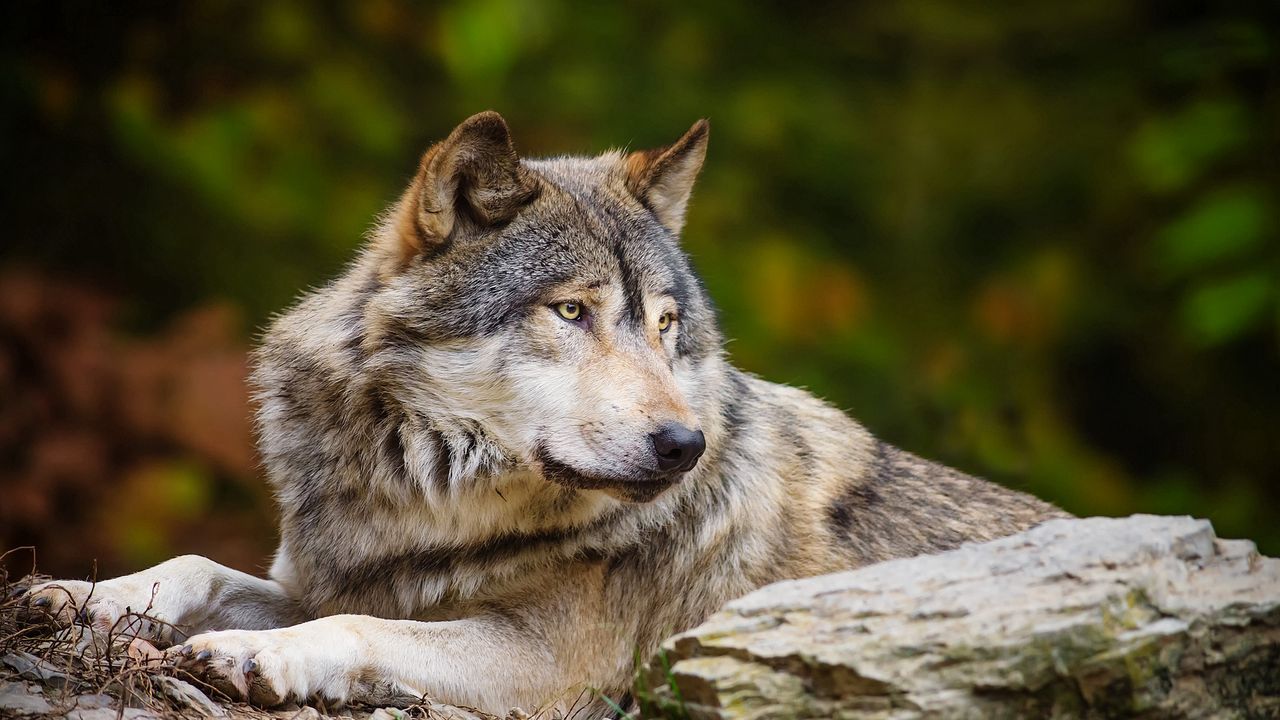 Wallpaper wolf, stone, predator