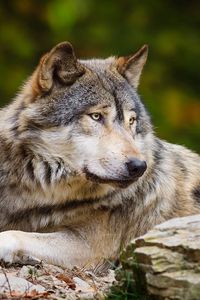 Preview wallpaper wolf, stone, predator