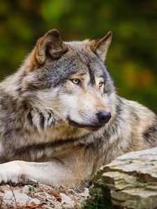 Preview wallpaper wolf, stone, predator