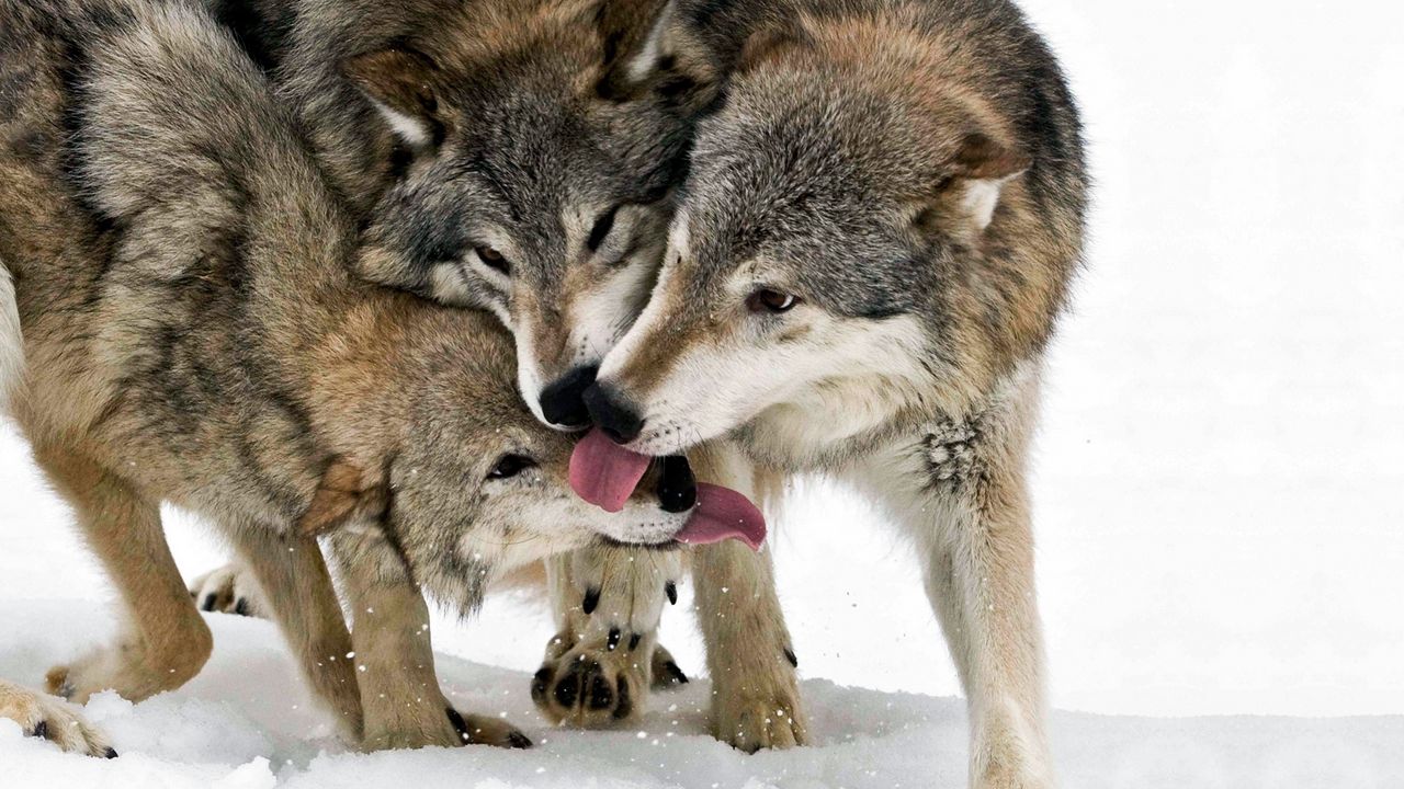 Wallpaper wolf, tongue, lick, snow, three
