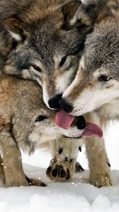 Preview wallpaper wolf, tongue, lick, snow, three