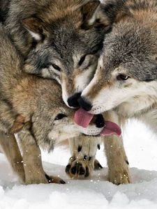 Preview wallpaper wolf, tongue, lick, snow, three