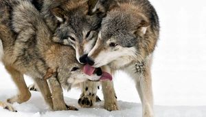 Preview wallpaper wolf, tongue, lick, snow, three