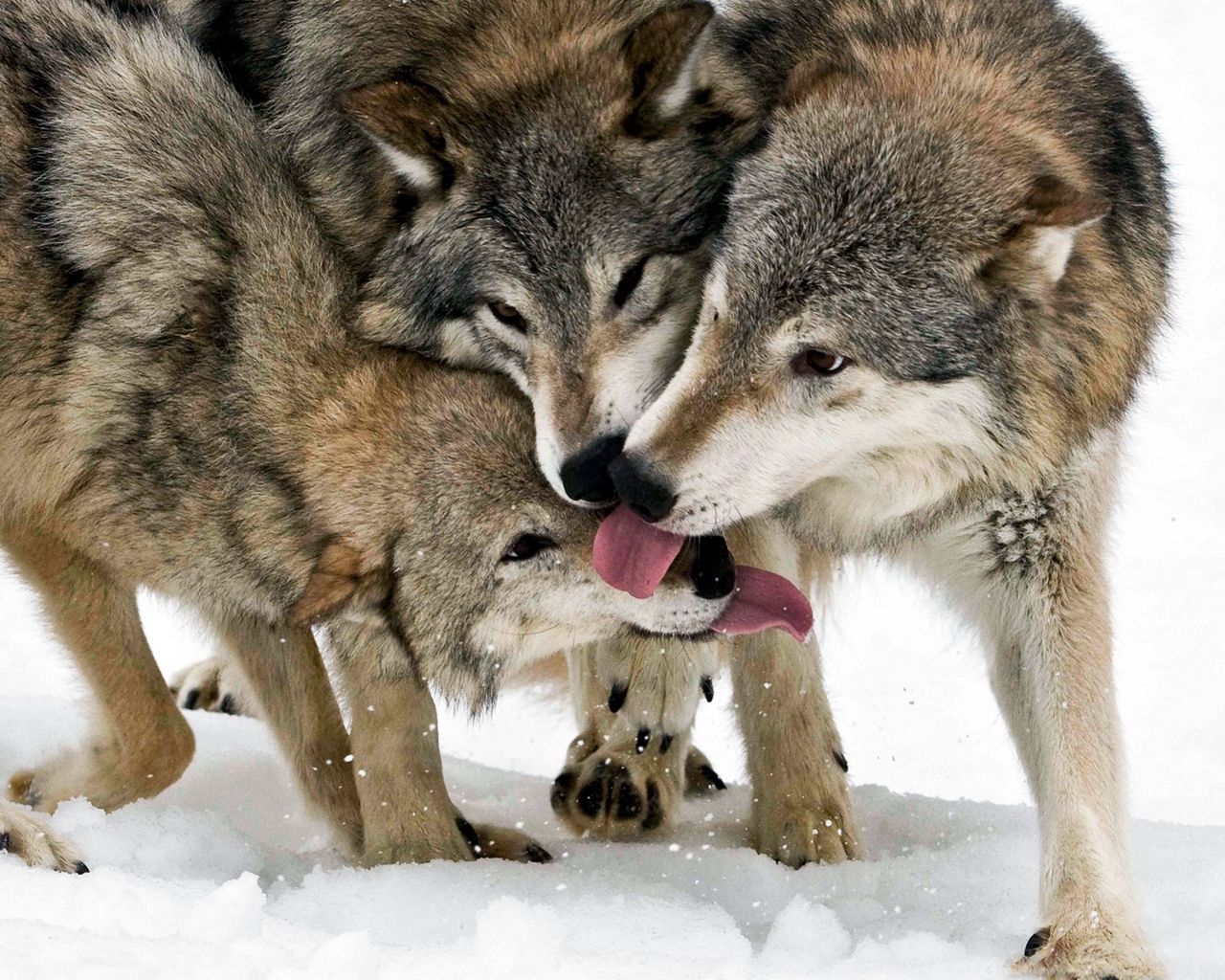 Download wallpaper 1280x1024 wolf, tongue, lick, snow, three standard 5 ...