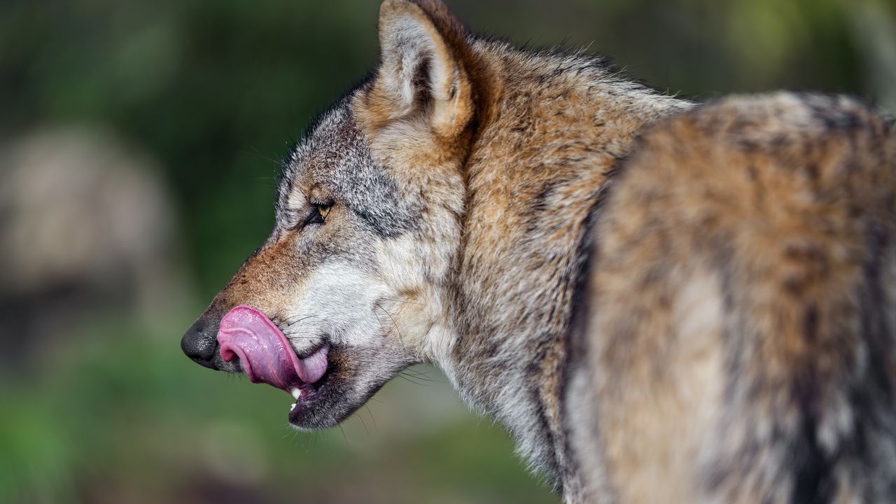 Wallpaper wolf, tongue, wild animal, wildlife, blur