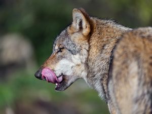 Preview wallpaper wolf, tongue, wild animal, wildlife, blur