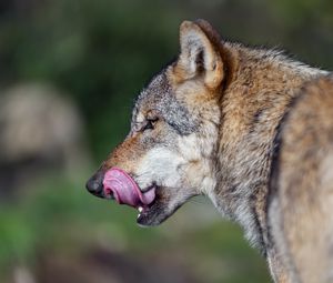 Preview wallpaper wolf, tongue, wild animal, wildlife, blur