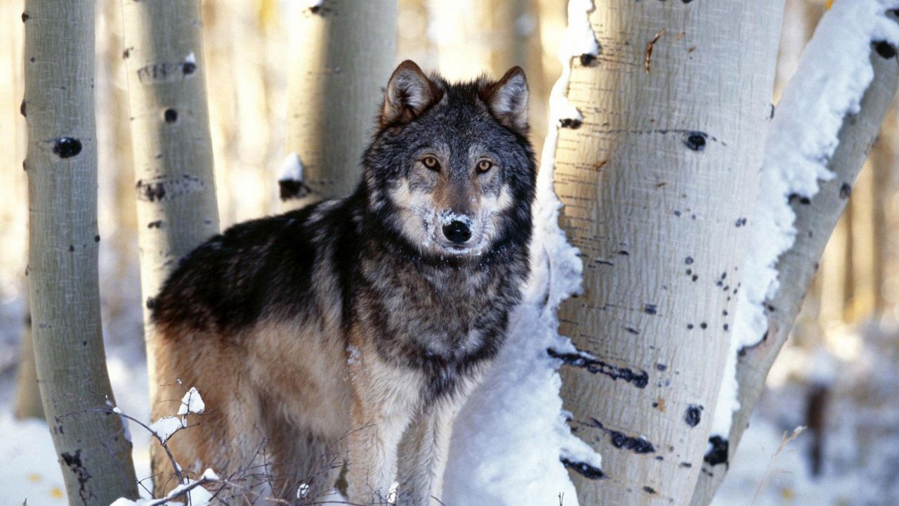 Wallpaper wolf, trees, snow
