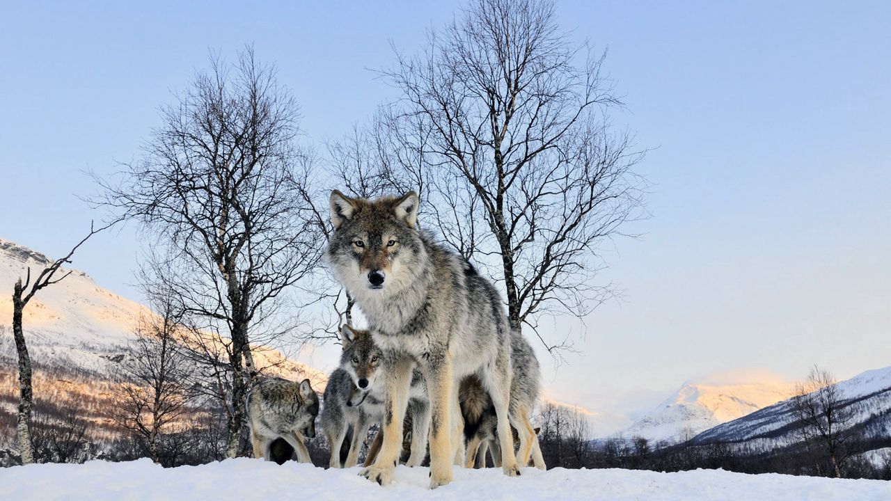 Wallpaper wolf, walk, flock, winter, snow