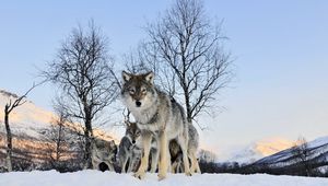 Preview wallpaper wolf, walk, flock, winter, snow