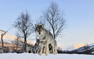 Preview wallpaper wolf, walk, flock, winter, snow
