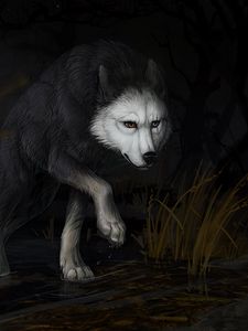 Preview wallpaper wolf, water, darkness, art