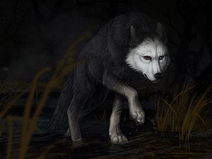 Preview wallpaper wolf, water, darkness, art