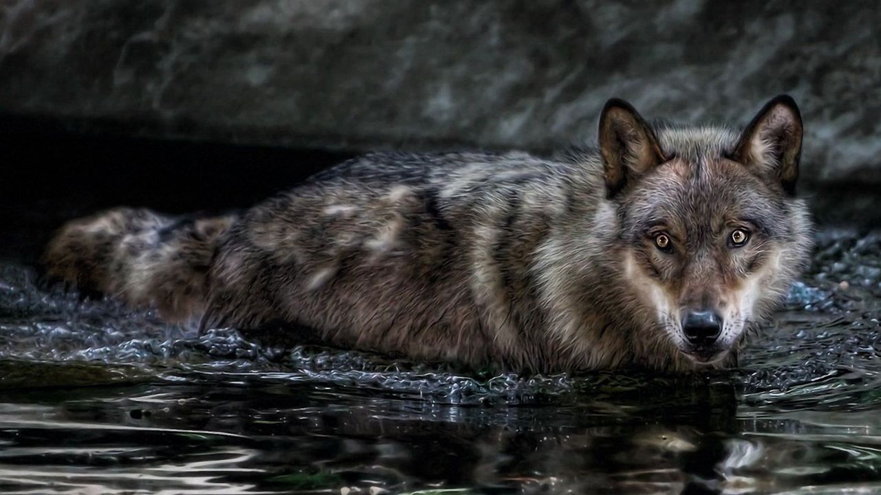 Wallpaper wolf, water, swim, hunt, look, predator