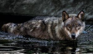 Preview wallpaper wolf, water, swim, hunt, look, predator