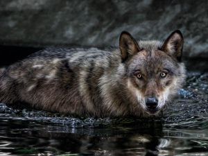 Preview wallpaper wolf, water, swim, hunt, look, predator