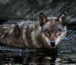Preview wallpaper wolf, water, swim, hunt, look, predator