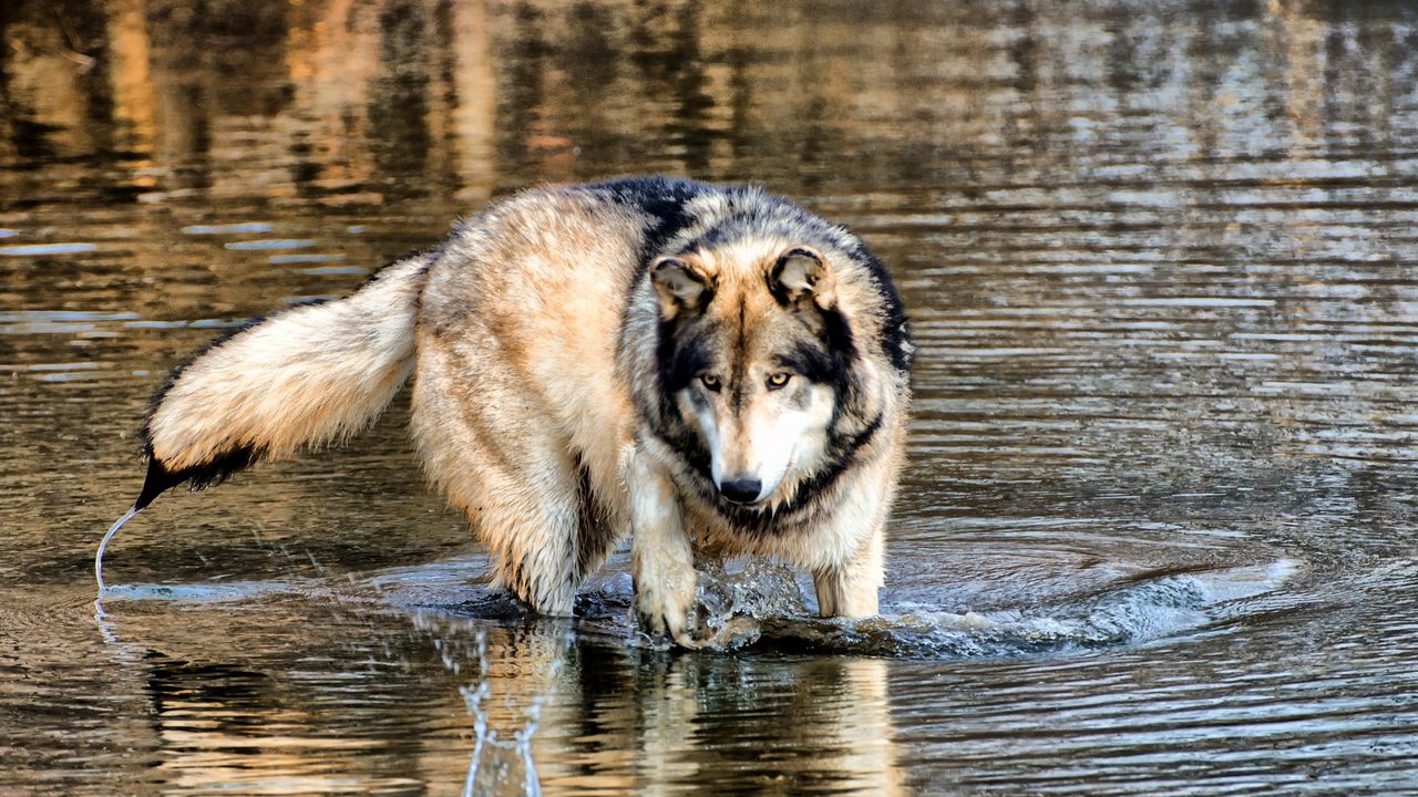 Wallpaper wolf, water, walking, hunting, predator