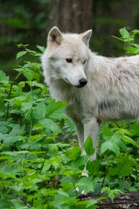 Preview wallpaper wolf, white, beast, animal, wildlife