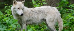 Preview wallpaper wolf, white, beast, animal, wildlife