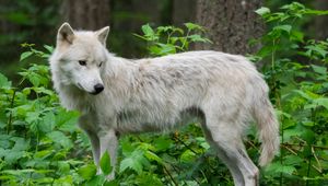 Preview wallpaper wolf, white, beast, animal, wildlife