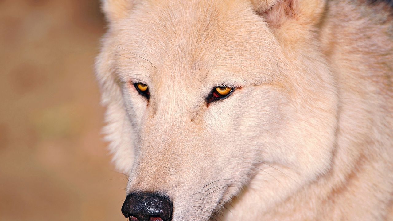 Wallpaper wolf, white, eyes, nose