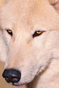 Preview wallpaper wolf, white, eyes, nose