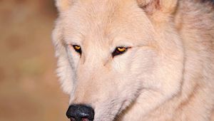 Preview wallpaper wolf, white, eyes, nose