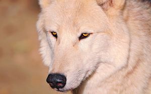 Preview wallpaper wolf, white, eyes, nose