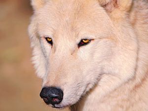 Preview wallpaper wolf, white, eyes, nose