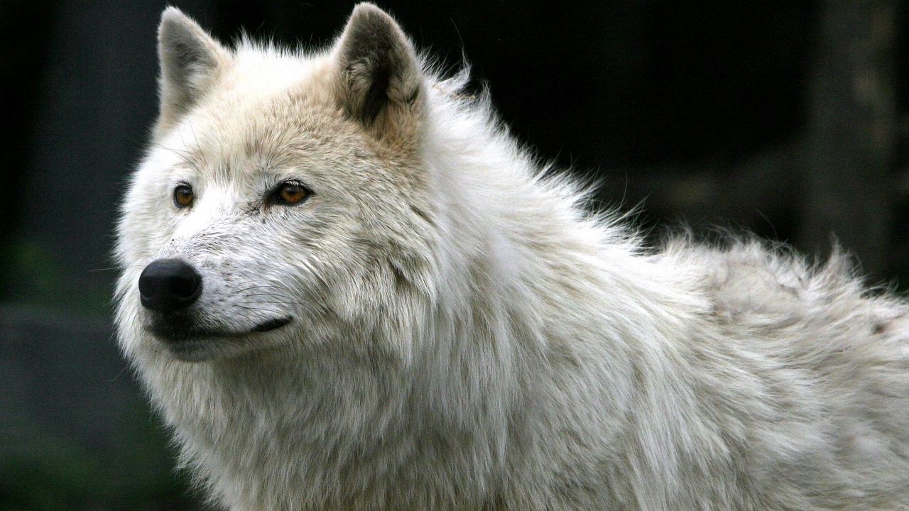 Wallpaper wolf, white, fur, predator