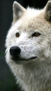 Preview wallpaper wolf, white, fur, predator