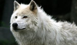 Preview wallpaper wolf, white, fur, predator